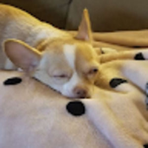 Meet your Posher, Quizeima